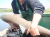 Popularea din luna Mai, 2016
